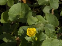 Caltha palustris, Marsh-marigold