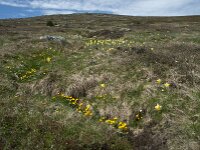 Caltha palustris 101, Gewone dotterbloem, Saxifraga-Willem van Kruijsbergen