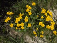 Caltha palustris 103, Gewone dotterbloem, Saxifraga-Willem van Kruijsbergen