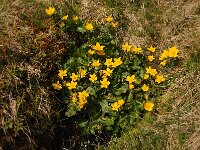 Caltha palustris 104, Gewone dotterbloem, Saxifraga-Annemiek Bouwman