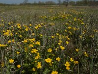 Caltha palustris 106, Gewone dotterbloem, Saxifraga-Jan van der Straaten