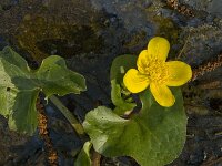 Caltha palustris 107, Gewone dotterbloem, Saxifraga-Jan van der Straaten