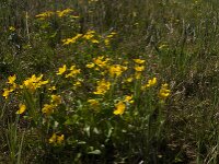 Caltha palustris 108, Gewone dotterbloem, Saxifraga-Jan van der Straaten