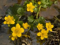 Caltha palustris 109, Gewone dotterbloem, Saxifraga-Jan van der Straaten