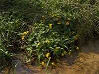 Caltha palustris 11, Gewone dotterbloem, Saxifraga-Jan van der Straaten