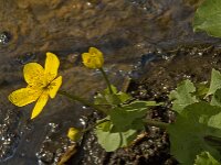 Caltha palustris 111, Gewone dotterbloem, Saxifraga-Jan van der Straaten