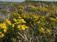 Caltha palustris 116, Gewone dotterbloem, Saxifraga-Jan van der Straaten