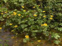 Caltha palustris 117, Gewone dotterbloem, Saxifraga-Jan van der Straaten