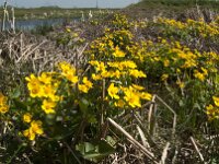 Caltha palustris 118, Gewone dotterbloem, Saxifraga-Jan van der Straaten