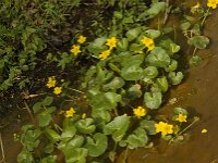 Caltha palustris 119, Gewone dotterbloem, Saxifraga-Jan van der Straaten