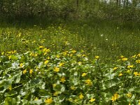 Caltha palustris 12, Gewone dotterbloem, Saxifraga-Jan van der Straaten
