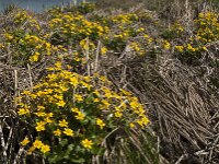 Caltha palustris 120, Gewone dotterbloem, Saxifraga-Jan van der Straaten