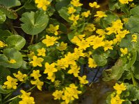 Caltha palustris 121, Gewone dotterbloem, Saxifraga-Jan van der Straaten