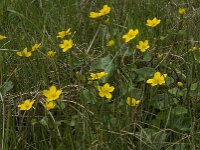 Caltha palustris 123, Gewone dotterbloem, Saxifraga-Jan van der Straaten