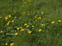 Caltha palustris 124, Gewone dotterbloem, Saxifraga-Jan van der Straaten