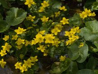 Caltha palustris 125, Gewone dotterbloem, Saxifraga-Jan van der Straaten