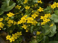 Caltha palustris 126, Gewone dotterbloem, Saxifraga-Jan van der Straaten