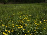 Caltha palustris 127, Gewone dotterbloem, Saxifraga-Jan van der Straaten