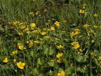 Caltha palustris 129, Gewone dotterbloem, Saxifraga-Jan van der Straaten