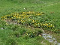 Caltha palustris 13, Gewone dotterbloem, Saxifraga-Willem van Kruijsbergen