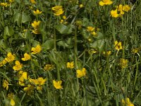 Caltha palustris 131, Gewone dotterbloem, Saxifraga-Jan van der Straaten