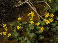 Caltha palustris 133, Gewone dotterbloem, Saxifraga-Willem van Kruijsbergen