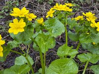 Marsh Marigold (Caltha palustris) flowers  Marsh Marigold (Caltha palustris) flowers : flower, flowers, plant, vascular, flora, floral, nature, natural, , yellow, spring, springtime, marsh marigold, caltha palustris, wild plant, leaf, leaves, outside, outdoor, nobody, no people, many, wild flower, green, growth