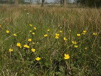 Caltha palustris 14, Gewone dotterbloem, Saxifraga-Jan van der Straaten