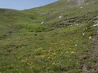 Caltha palustris 142, Gewone dotterbloem, Saxifraga-Willem van Kruijsbergen