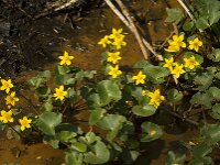 Caltha palustris 146, Gewone dotterbloem, Saxifraga-Willem van Kruijsbergen