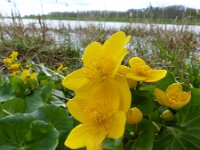 Caltha palustris 147, Gewone dotterbloem, Saxifraga-Mark Zekhuis