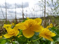 Caltha palustris 148, Gewone dotterbloem, Saxifraga-Mark Zekhuis