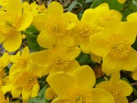 Caltha palustris 149, Gewone dotterbloem, Saxifraga-Mark Zekhuis