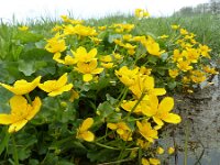 Caltha palustris 150, Gewone dotterbloem, Saxifraga-Mark Zekhuis