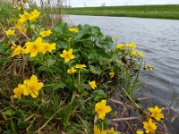 Caltha palustris 152, Gewone dotterbloem, Saxifraga-Mark Zekhuis