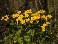 Caltha palustris 153, Gewone dotterbloem, Saxifraga-Jan Nijendijk