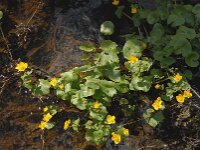 Caltha palustris 20, Gewone dotterbloem, Saxifraga-Jan van der Straaten