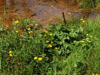 Caltha palustris 22, Gewone dotterbloem, Saxifraga-Jan van der Straaten