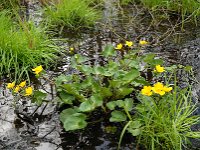 Caltha palustris 23, Gewone dotterbloem, Saxifraga-Jan van der Straaten