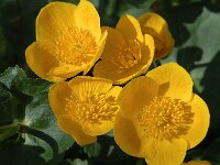 Caltha palustris 24, Gewone dotterbloem, Saxifraga-Jan van der Straaten