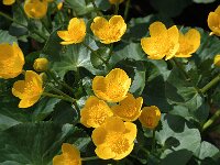 Caltha palustris 25, Gewone dotterbloem, Saxifraga-Jan van der Straaten
