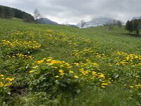 Caltha palustris 26, Gewone dotterbloem, Saxifraga-Jan van der Straaten