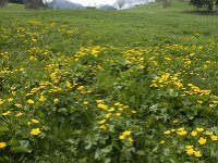 Caltha palustris 28, Gewone dotterbloem, Saxifraga-Jan van der Straaten