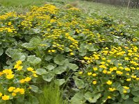 Caltha palustris 30, Gewone dotterbloem, Saxifraga-Jan van der Straaten