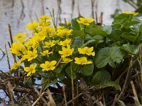 Caltha palustris 31, Gewone dotterbloem, Saxifraga-Jan Nijendijk