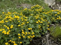 Caltha palustris 32, Gewone dotterbloem, Saxifraga-Jan van der Straaten