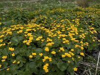 Caltha palustris 34, Gewone dotterbloem, Saxifraga-Jan van der Straaten