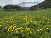Caltha palustris 38, Gewone dotterbloem, Saxifraga-Jan van der Straaten