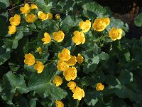 Caltha palustris 39, Gewone dotterbloem, Saxifraga-Jan van der Straaten