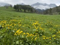 Caltha palustris 40, Gewone dotterbloem, Saxifraga-Jan van der Straaten